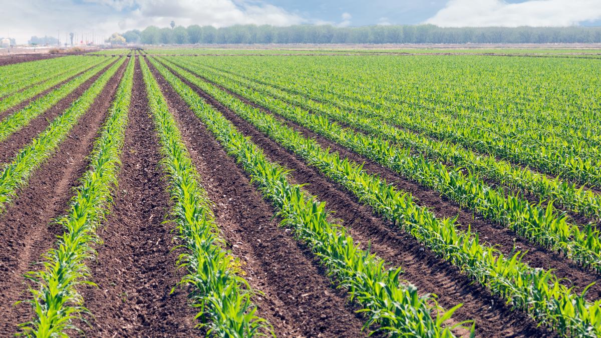 Missouri Corn